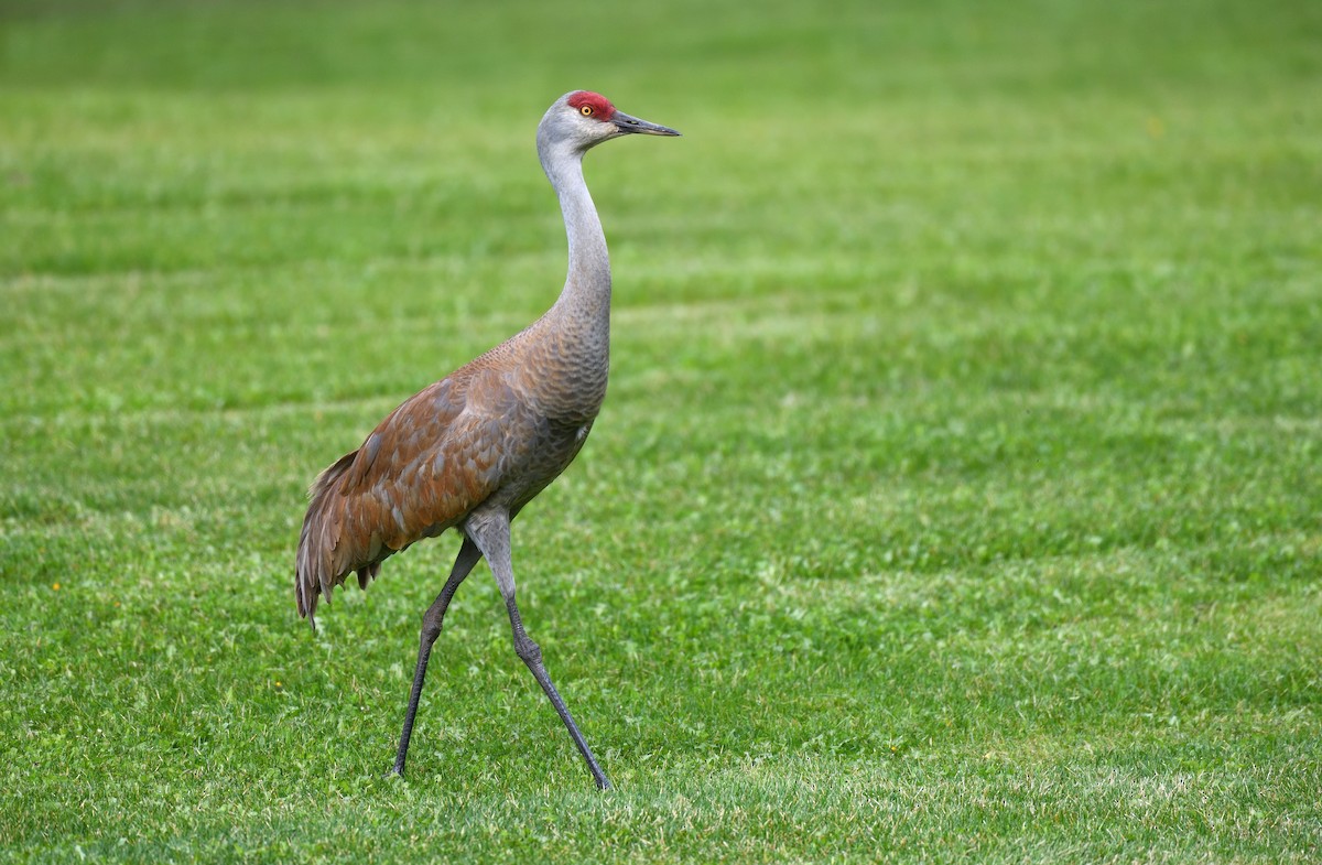 Sandhill Crane - ML637996182