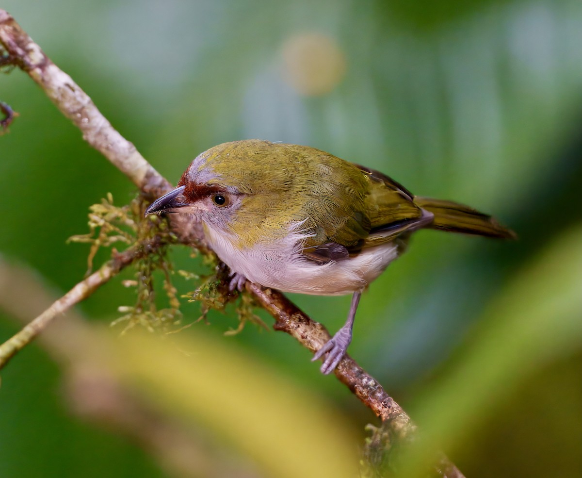 Black-billed Peppershrike - ML637996211