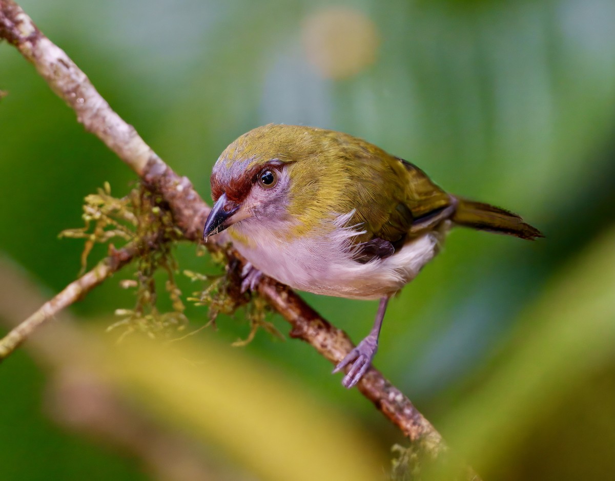Black-billed Peppershrike - ML637996212