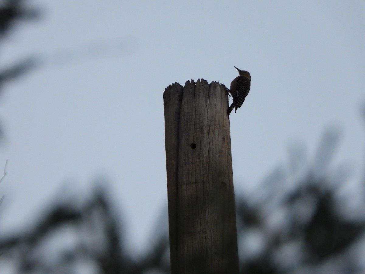 Gila Woodpecker - ML637996229