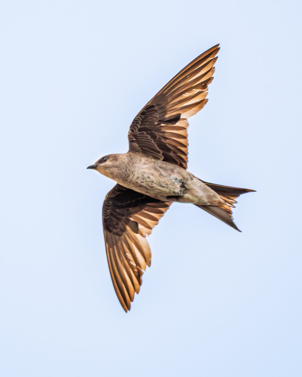 Purple Martin - ML637996246