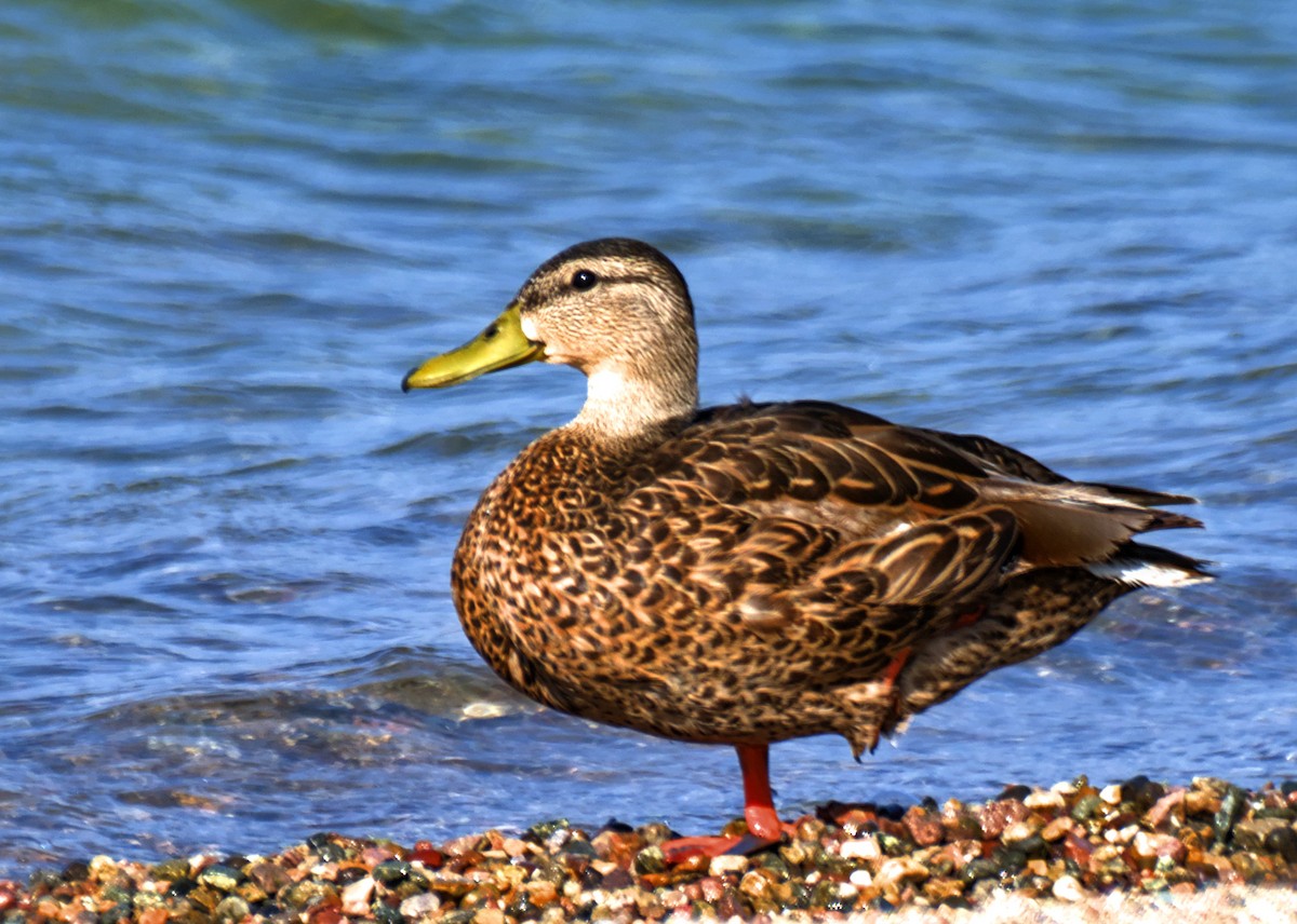 Mallard - ML637996284