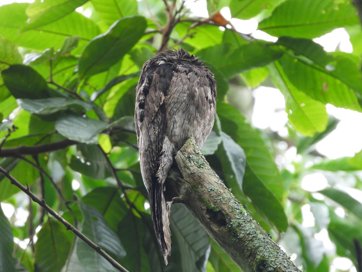 Common Potoo - ML637996286