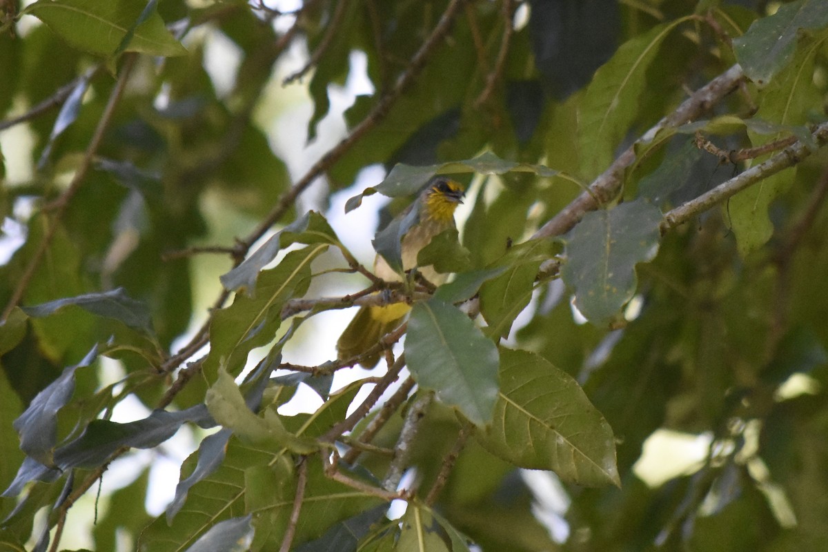 Stripe-throated Bulbul - ML637996306
