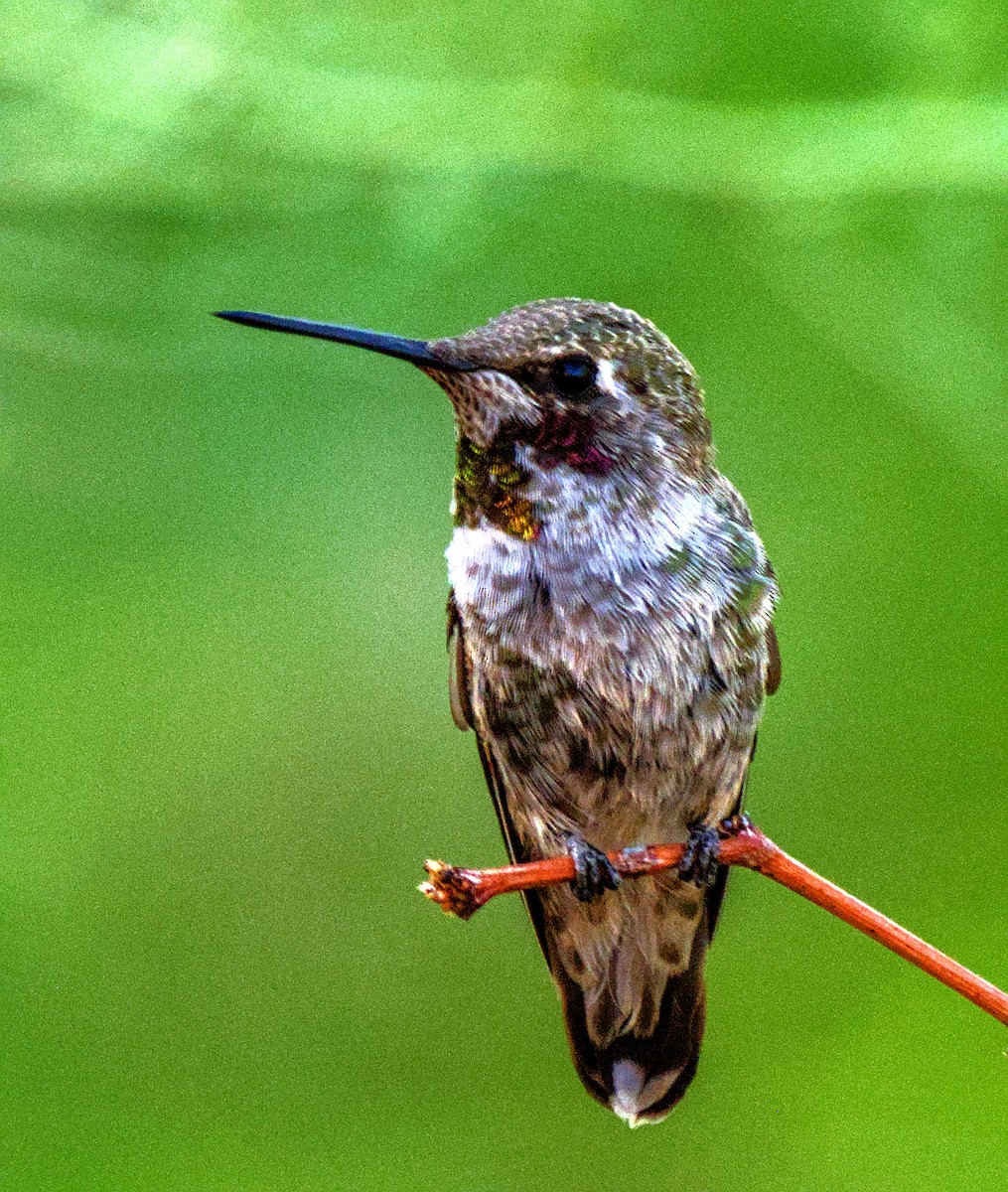 Anna's Hummingbird - ML637996308