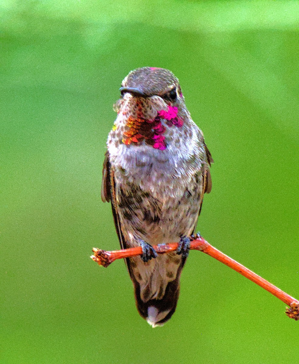 Anna's Hummingbird - ML637996309