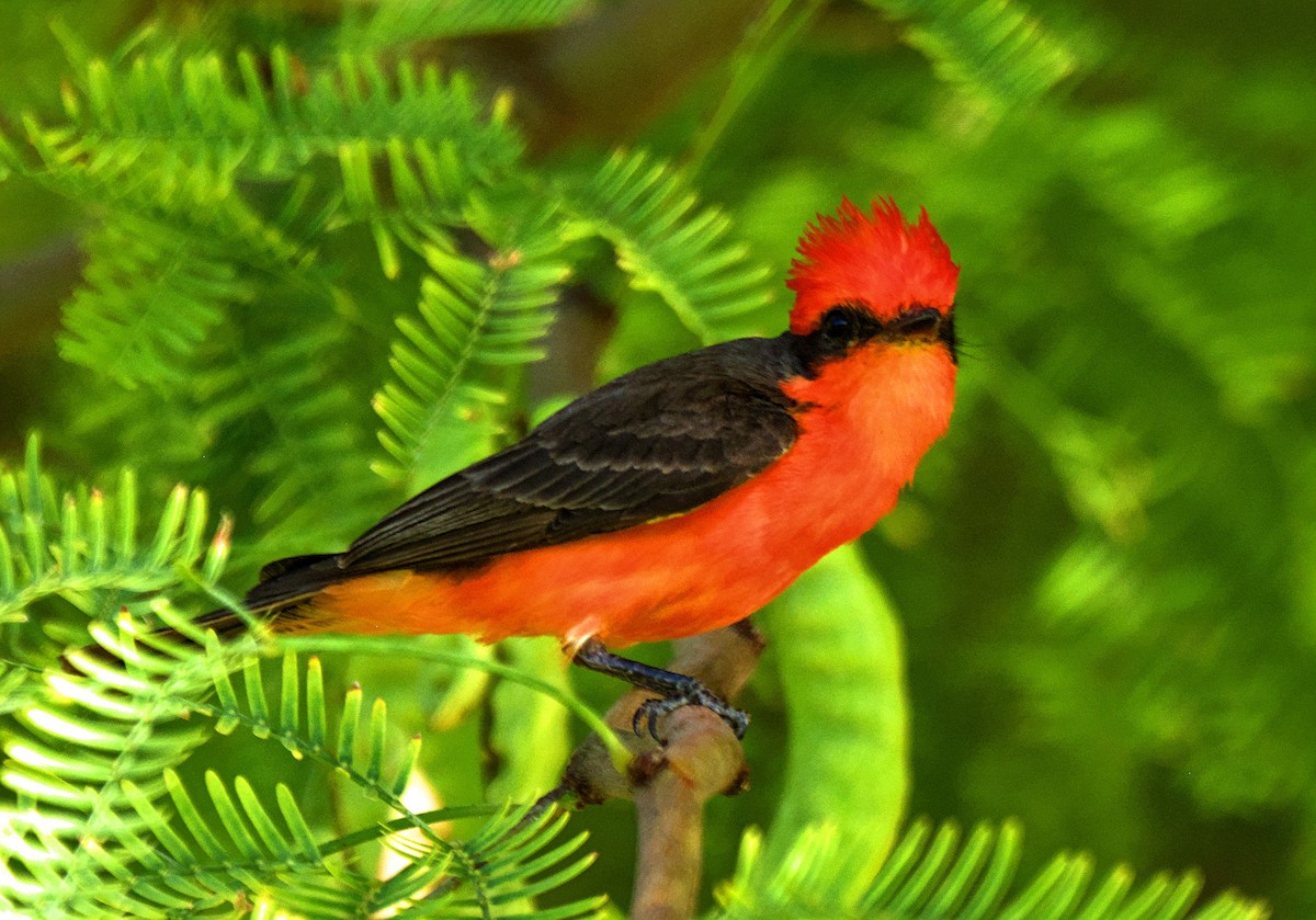 Vermilion Flycatcher - ML637996324