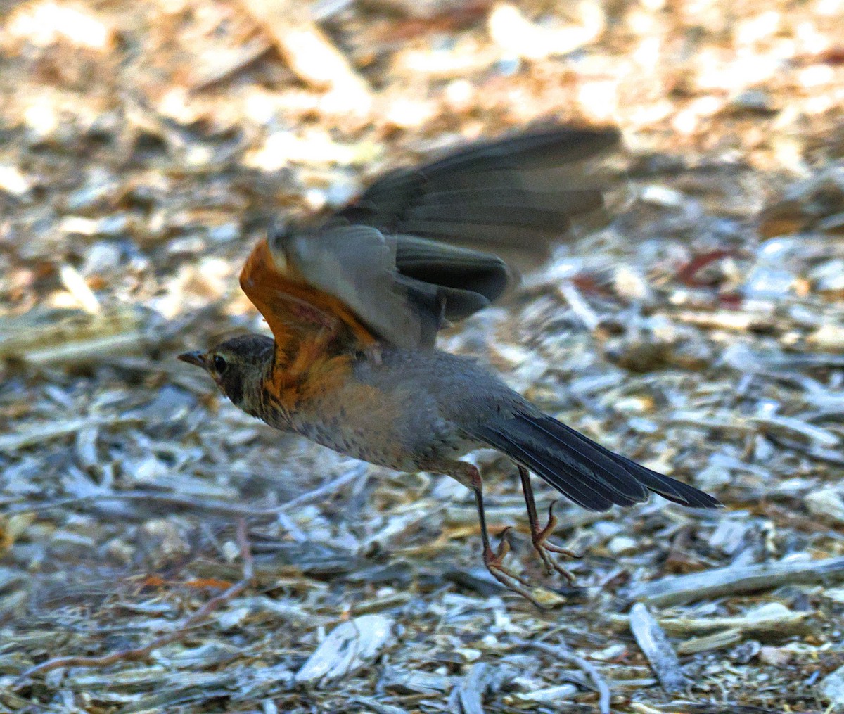 American Robin - ML637996356