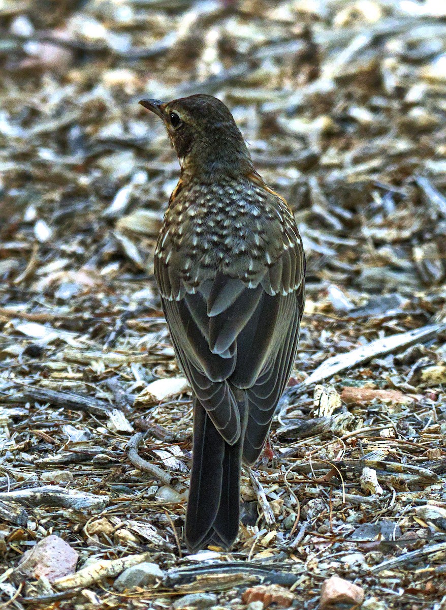 American Robin - ML637996358