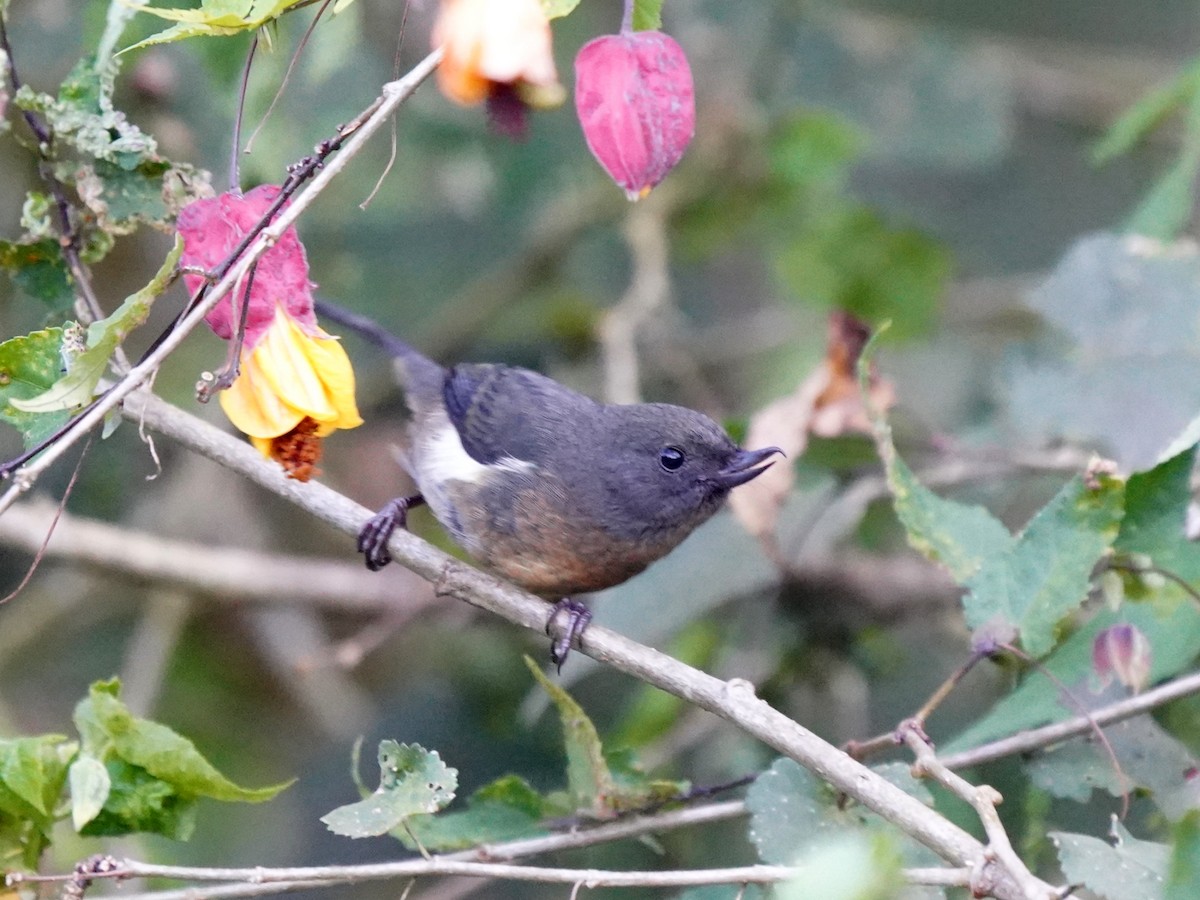 White-sided Flowerpiercer - ML637996370