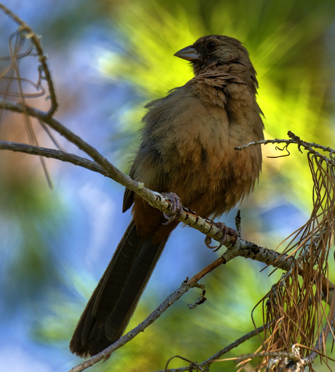Abert's Towhee - ML637996372