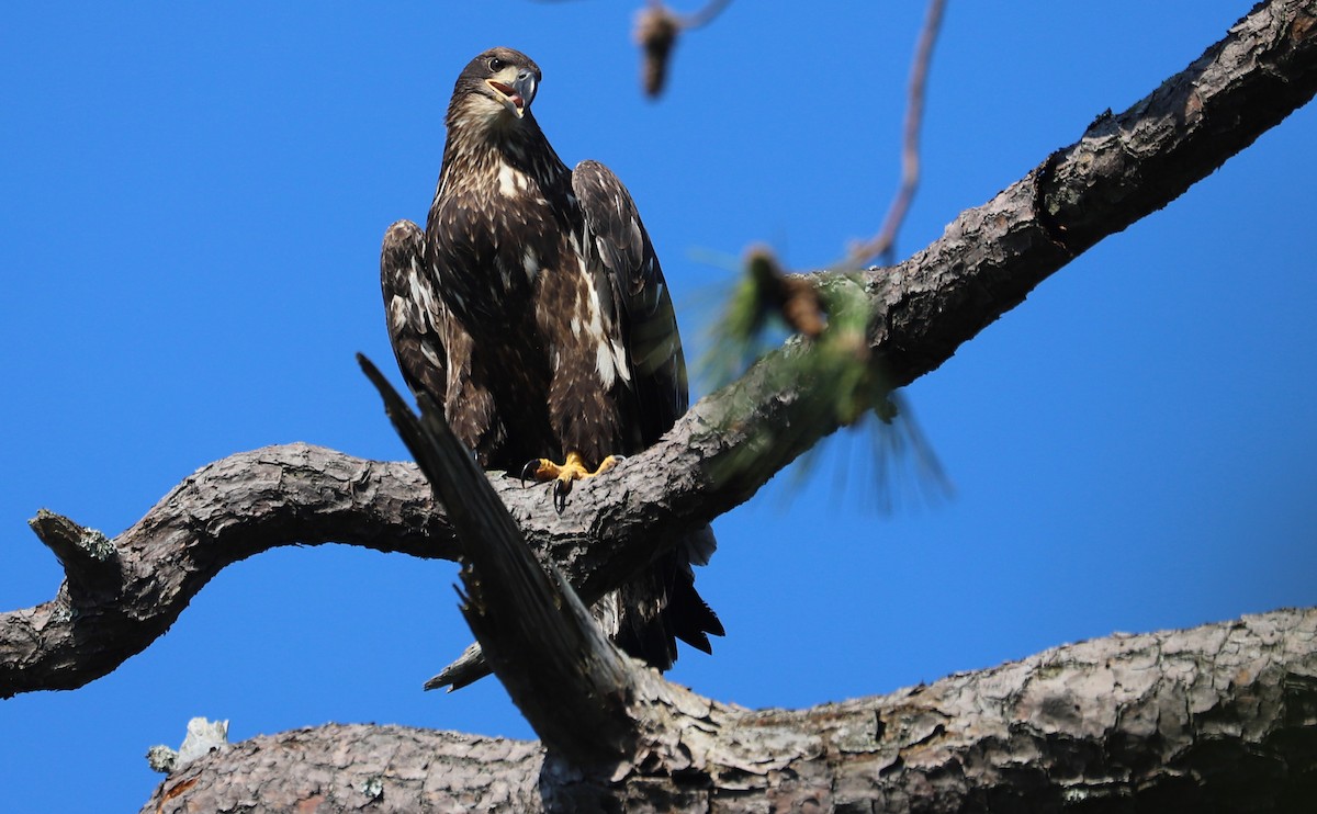 Bald Eagle - ML637996425