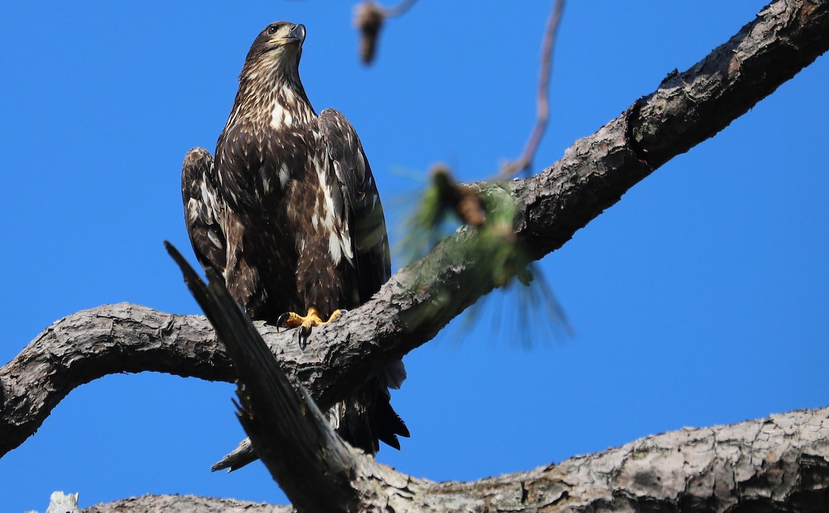 Bald Eagle - ML637996434