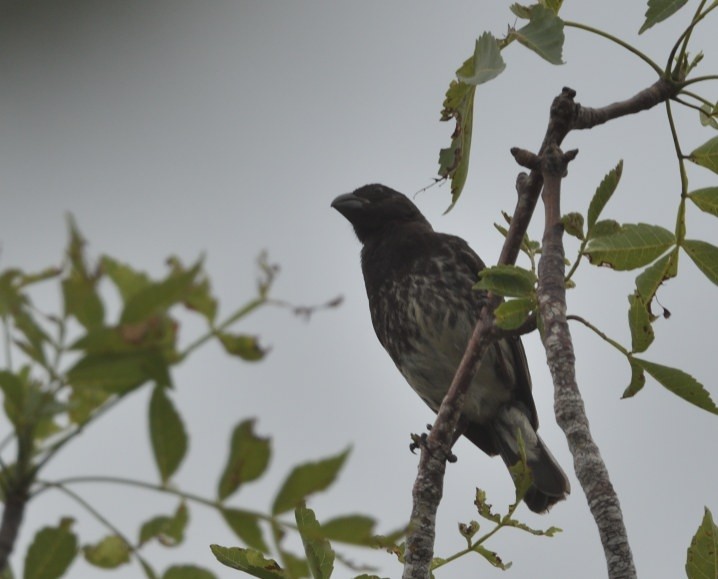 Vegetarian Finch - ML637996442