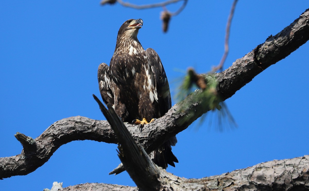 Bald Eagle - ML637996452