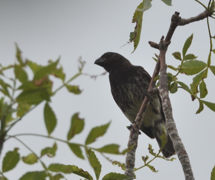 Vegetarian Finch - ML637996464
