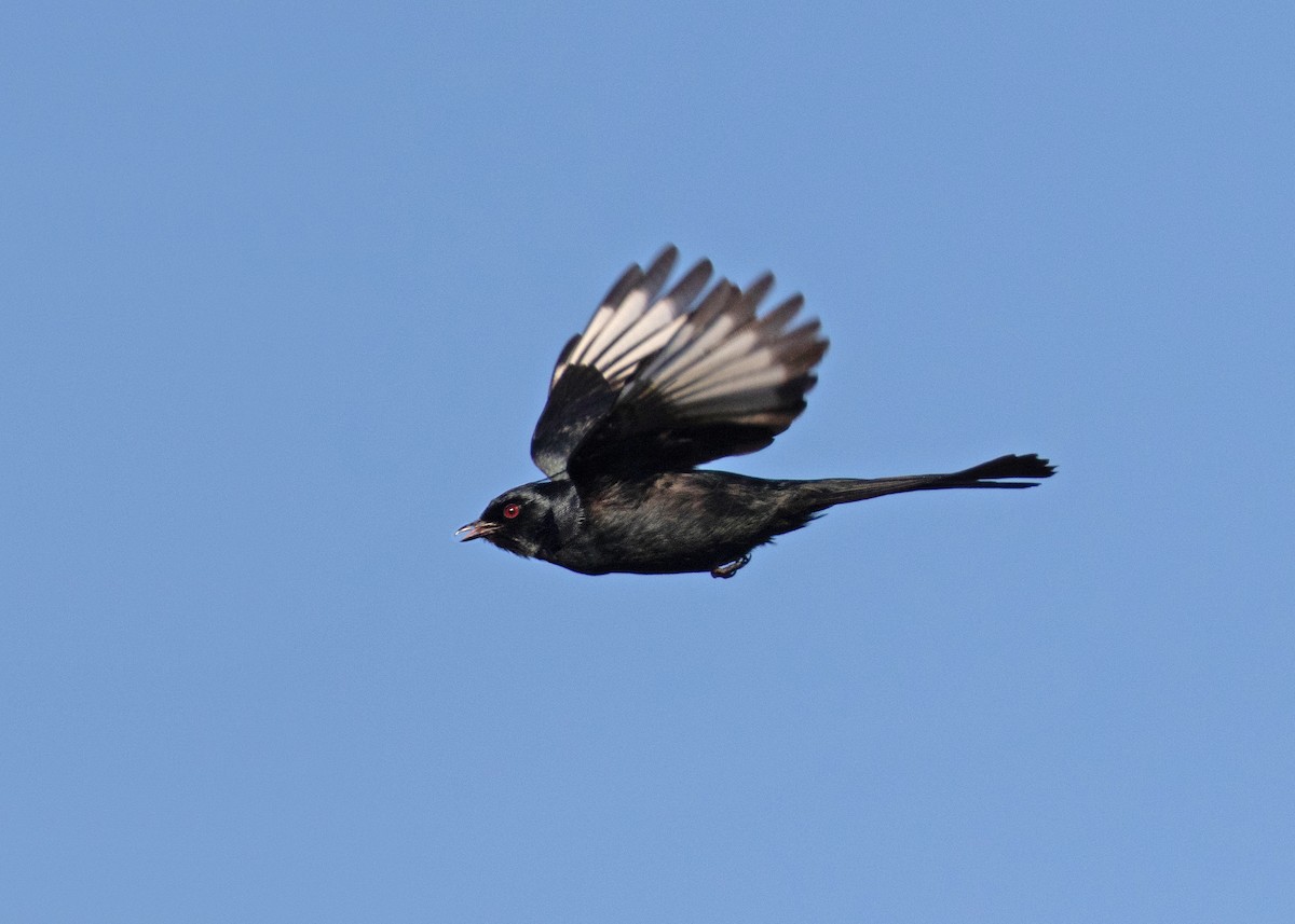 Phainopepla - ML637996466