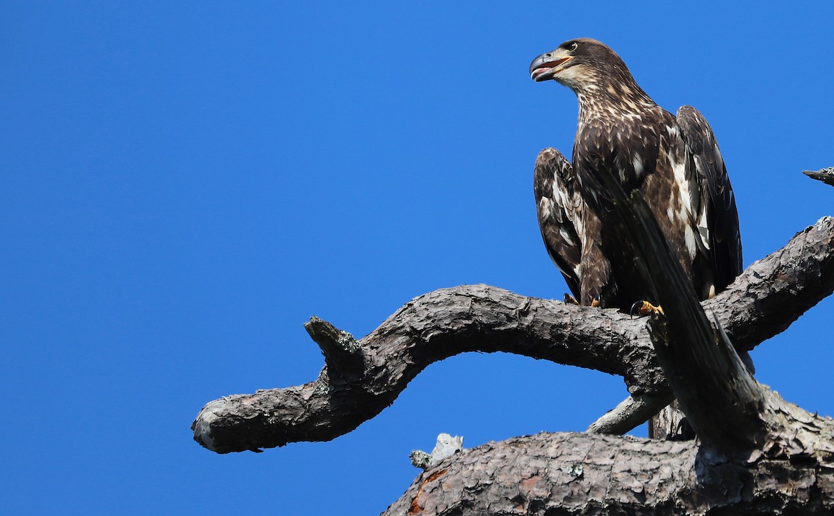 Bald Eagle - ML637996467