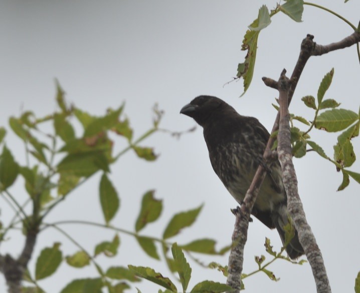Vegetarian Finch - ML637996475