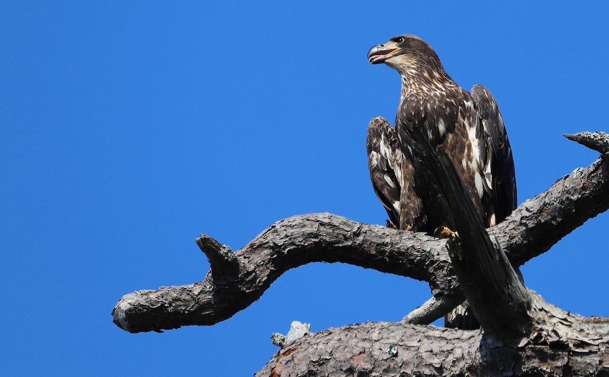 Bald Eagle - ML637996483