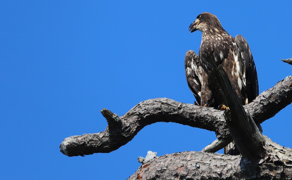 Bald Eagle - ML637996492