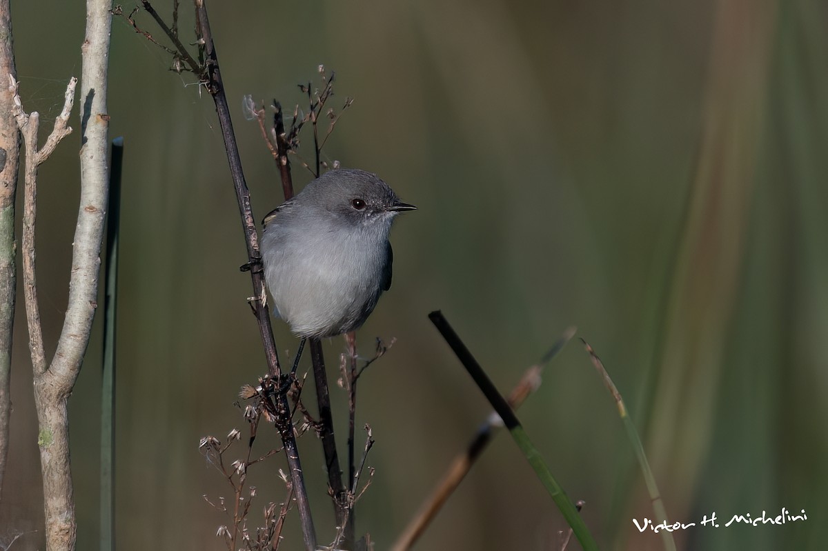Sooty Tyrannulet - ML637996499