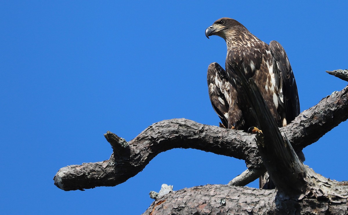 Bald Eagle - ML637996502