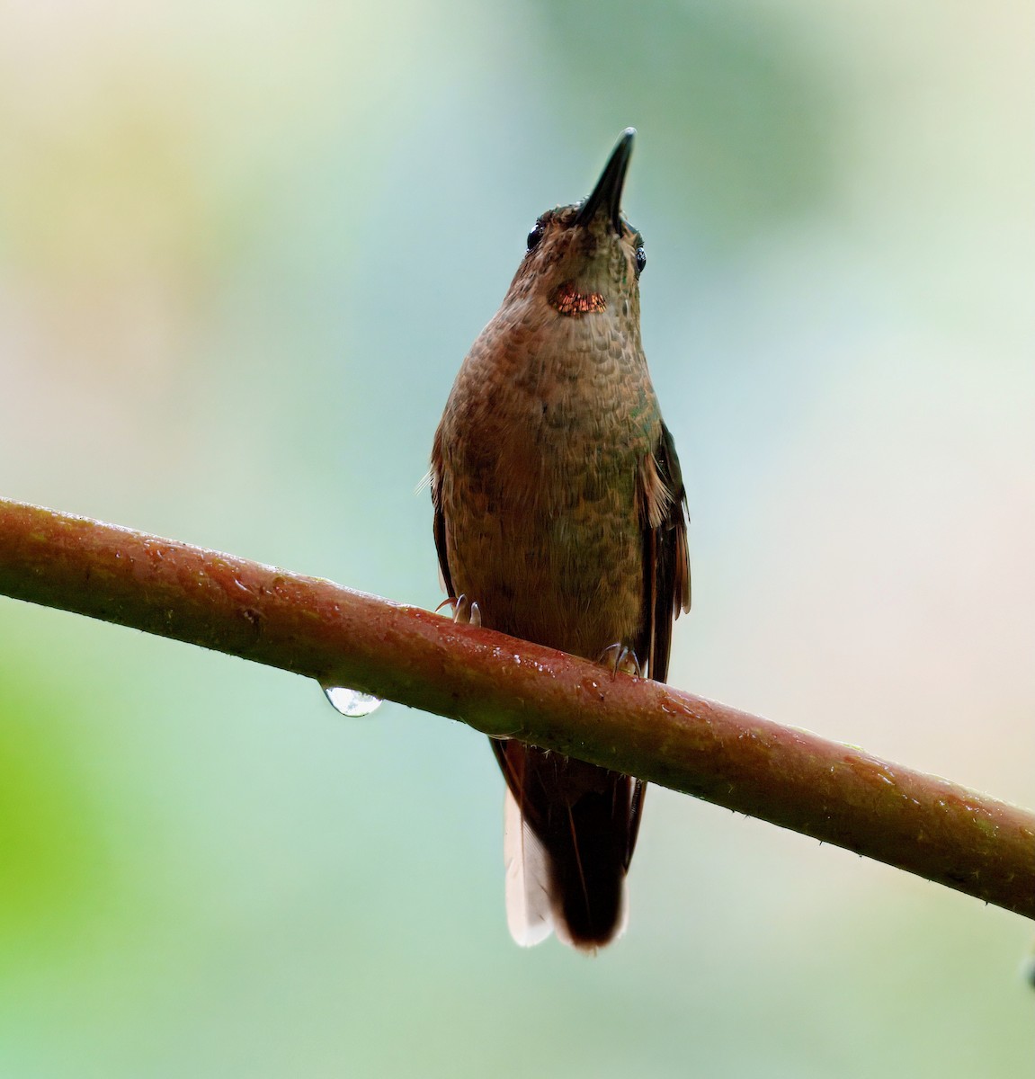 Fawn-breasted Brilliant - ML637996507