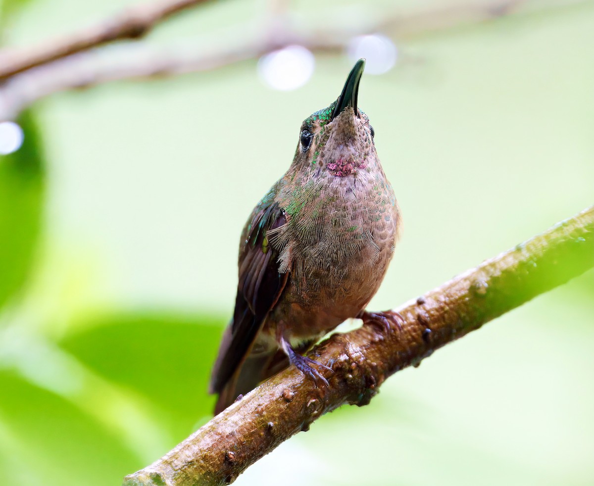 Fawn-breasted Brilliant - ML637996508