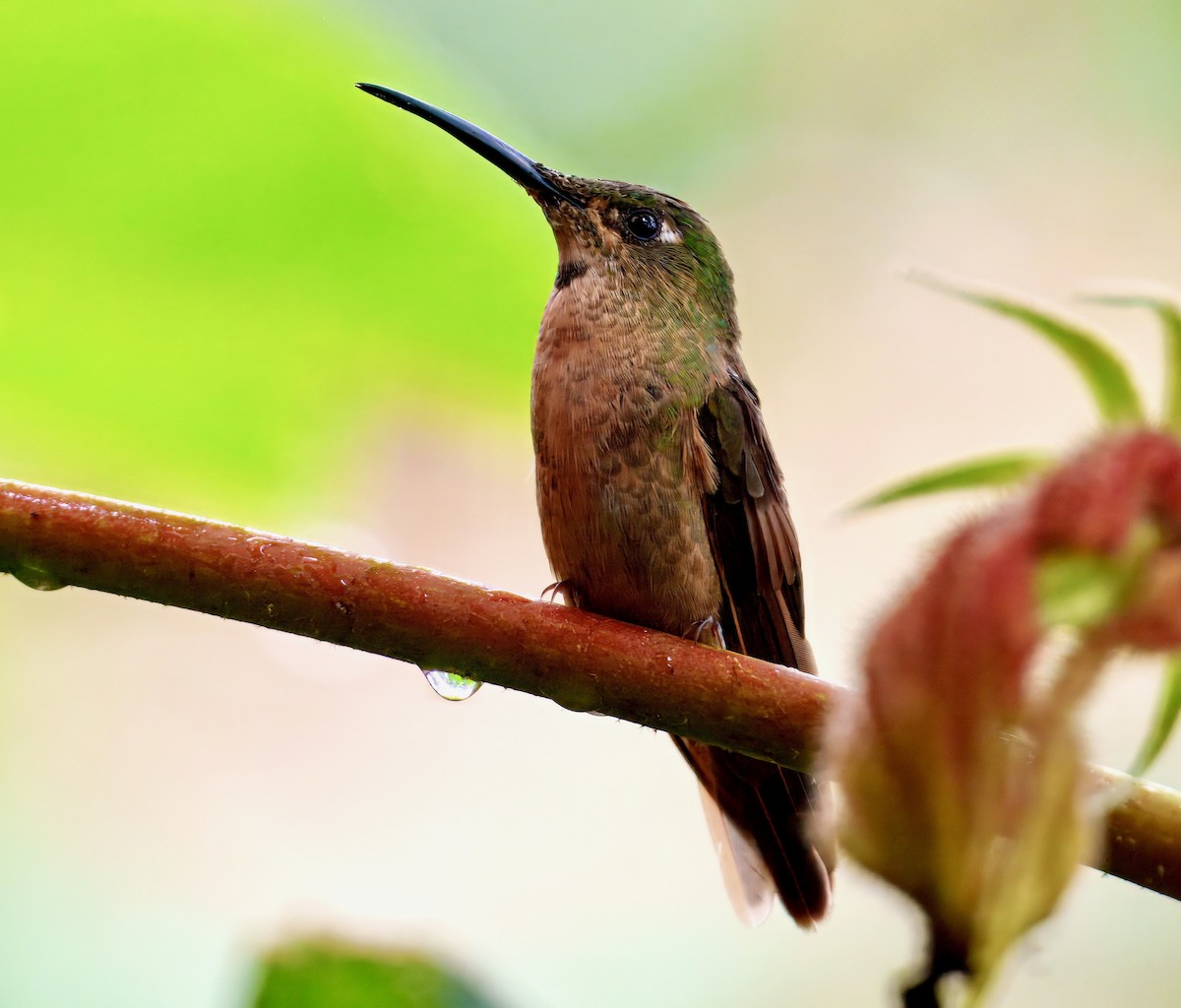Fawn-breasted Brilliant - ML637996509