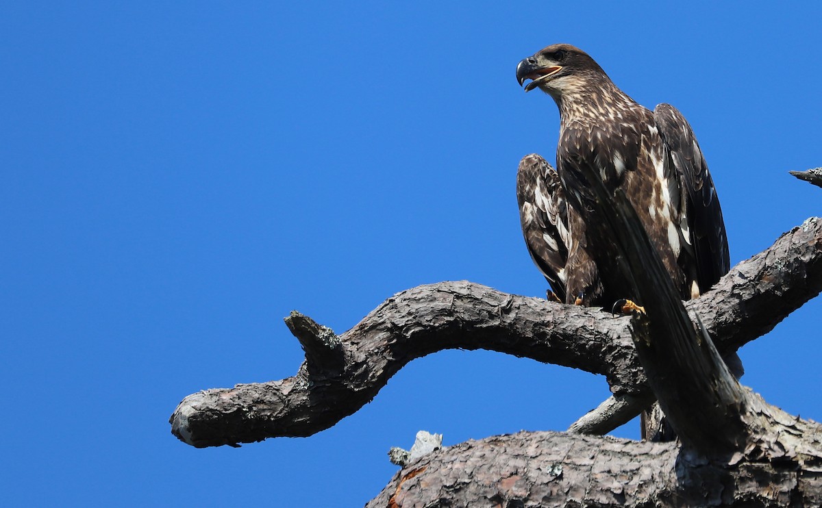 Bald Eagle - ML637996515