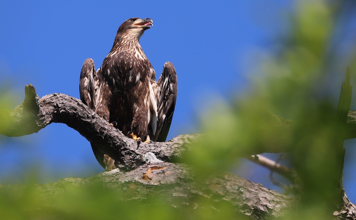 Bald Eagle - ML637996522