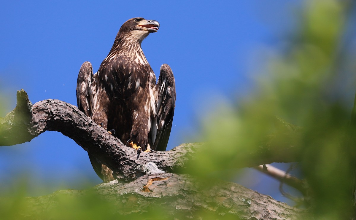 Bald Eagle - ML637996535
