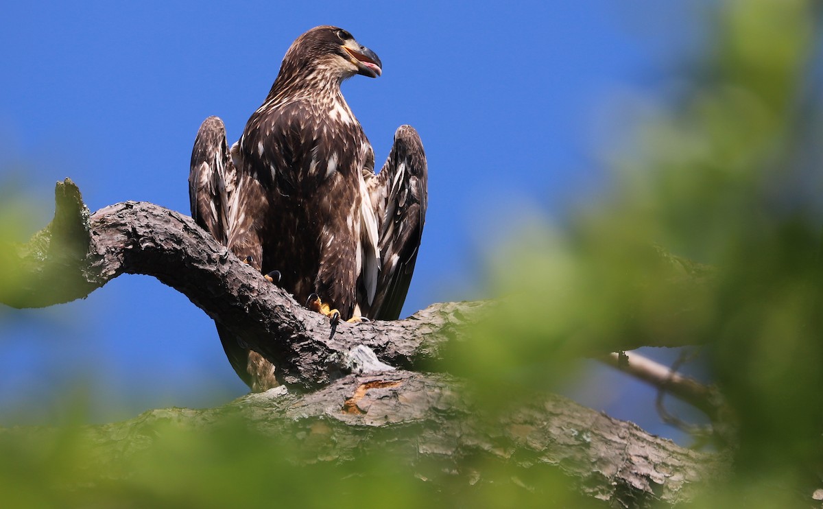 Bald Eagle - ML637996547