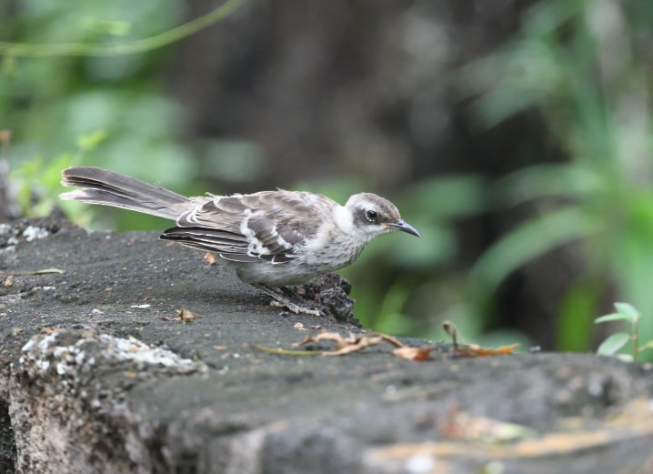 Galapagos Mockingbird - ML637996555
