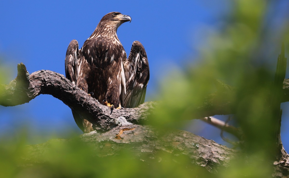 Bald Eagle - ML637996562