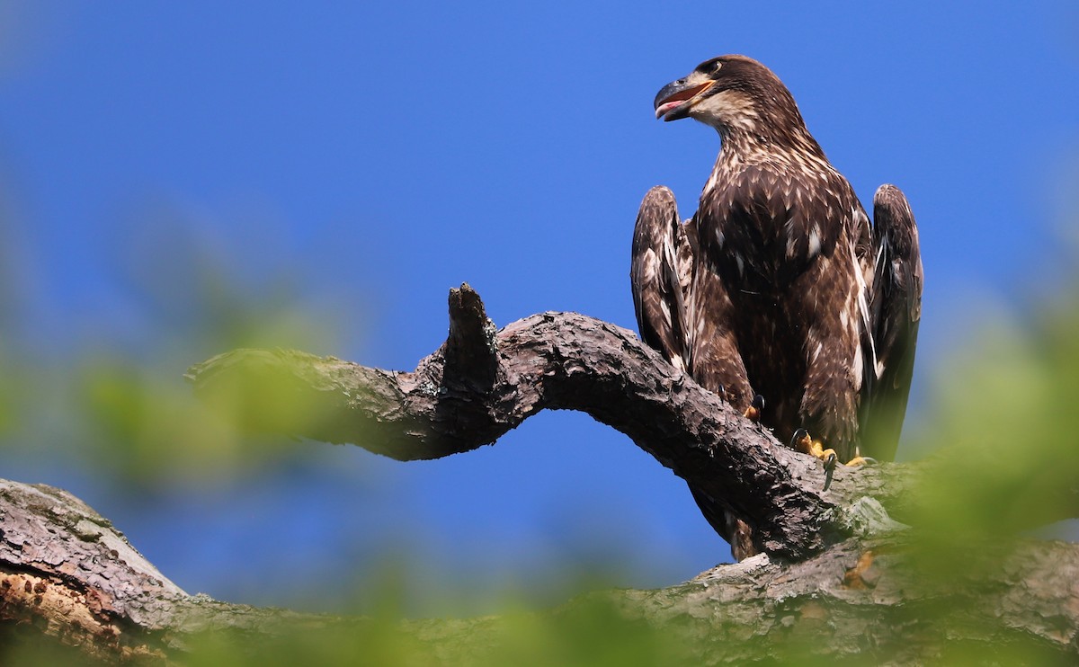 Bald Eagle - ML637996575