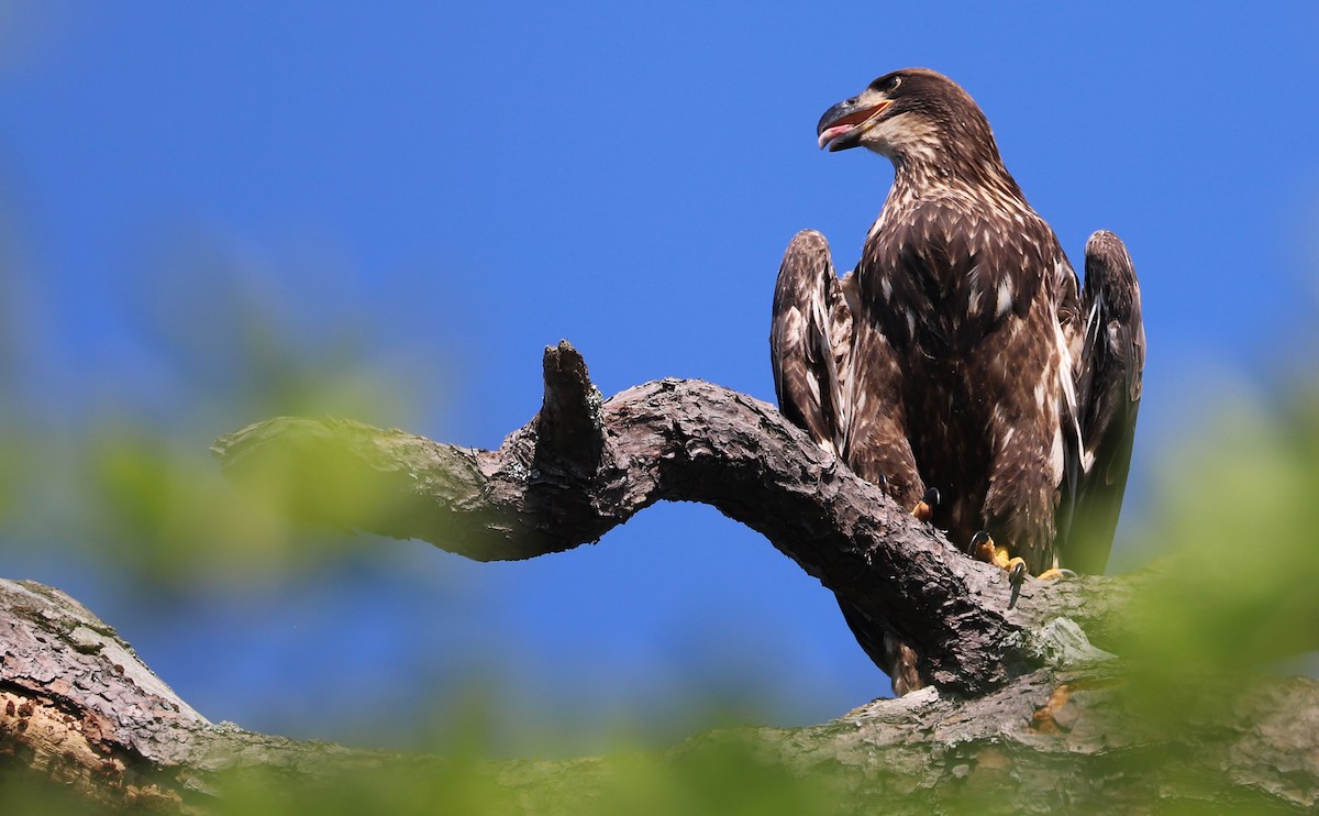 Bald Eagle - ML637996580