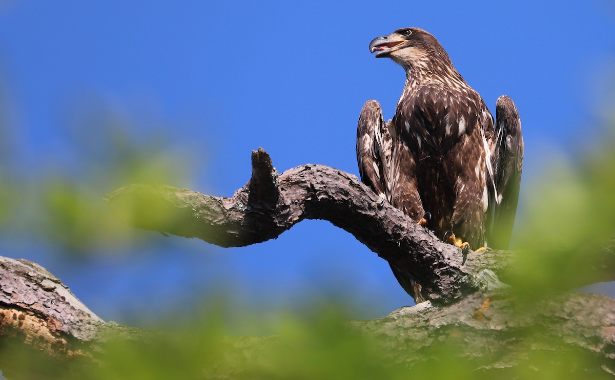 Bald Eagle - ML637996588