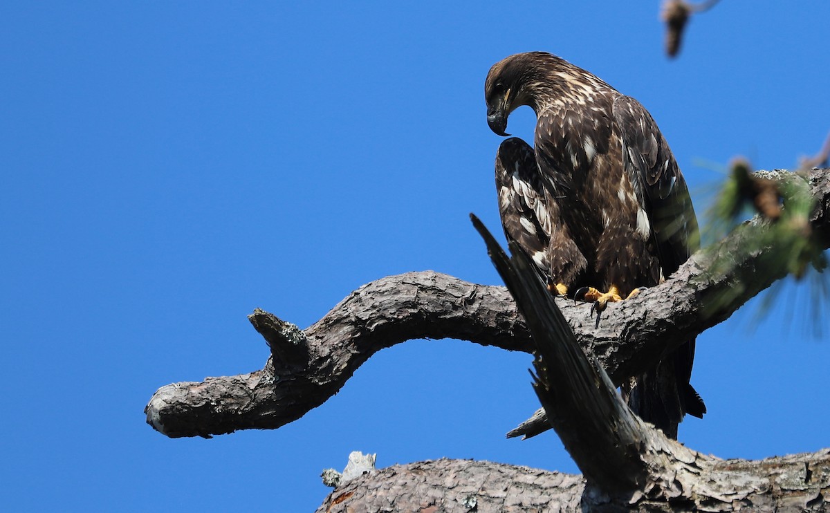 Bald Eagle - ML637996604