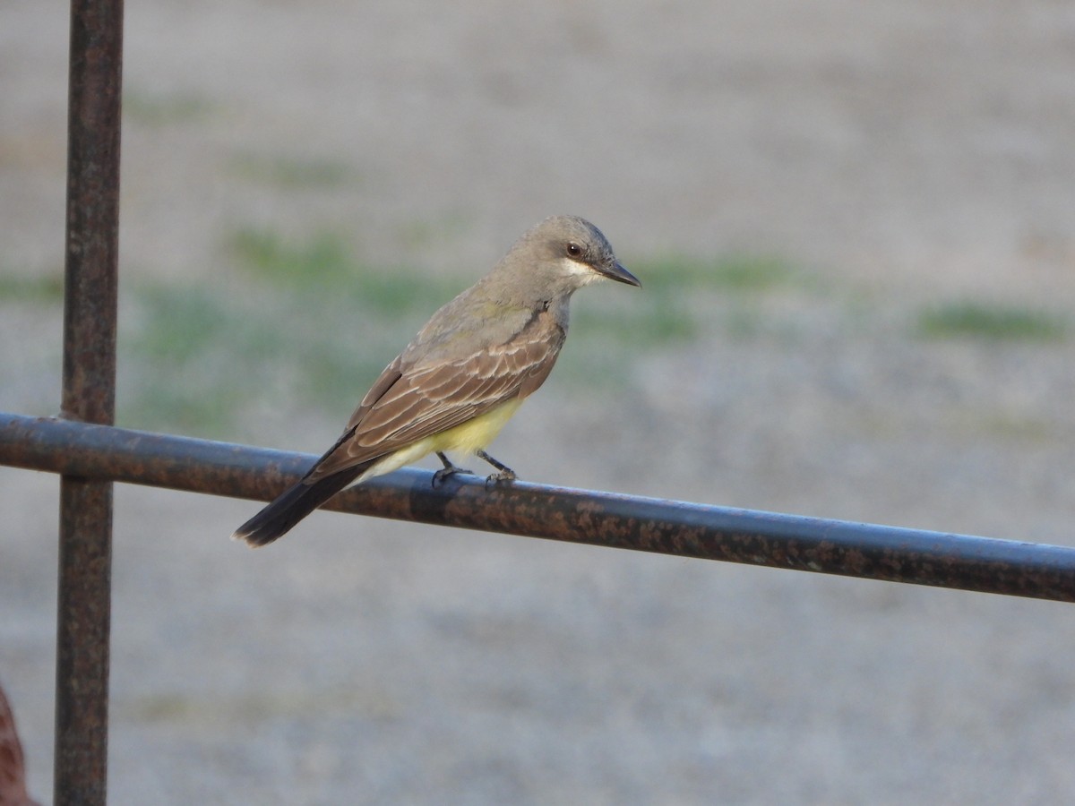 Cassin's Kingbird - ML637996611