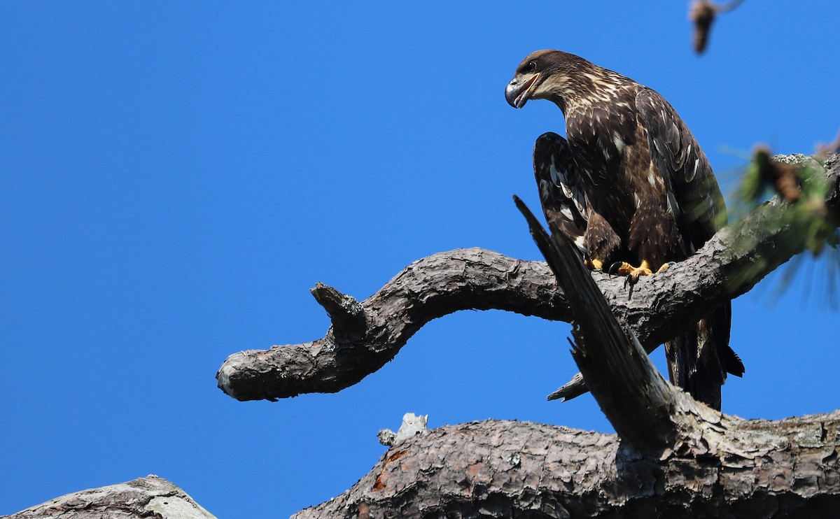 Bald Eagle - ML637996612