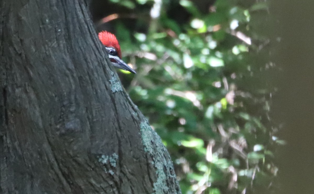 Pileated Woodpecker - ML637996629