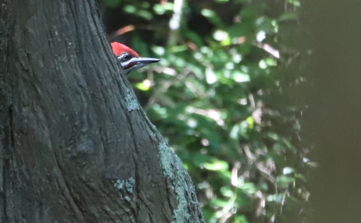 Pileated Woodpecker - ML637996633