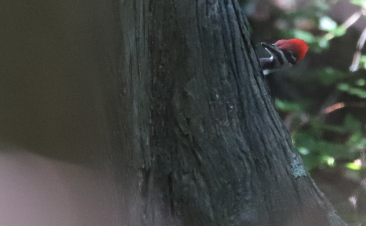 Pileated Woodpecker - ML637996647