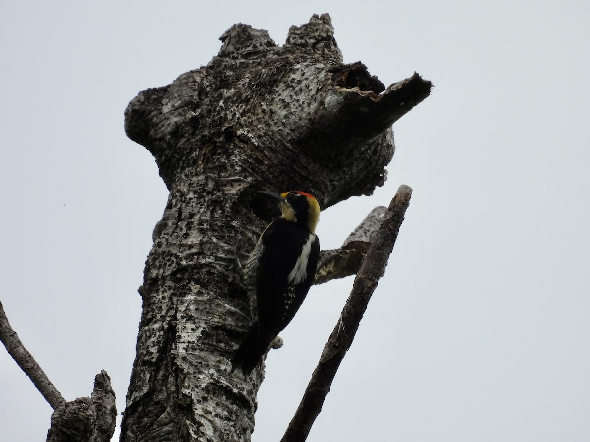 Golden-naped Woodpecker - ML637996650