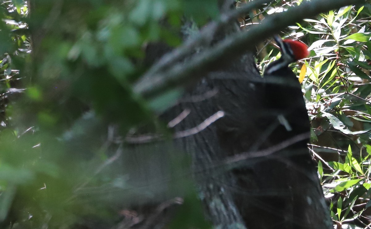 Pileated Woodpecker - ML637996651