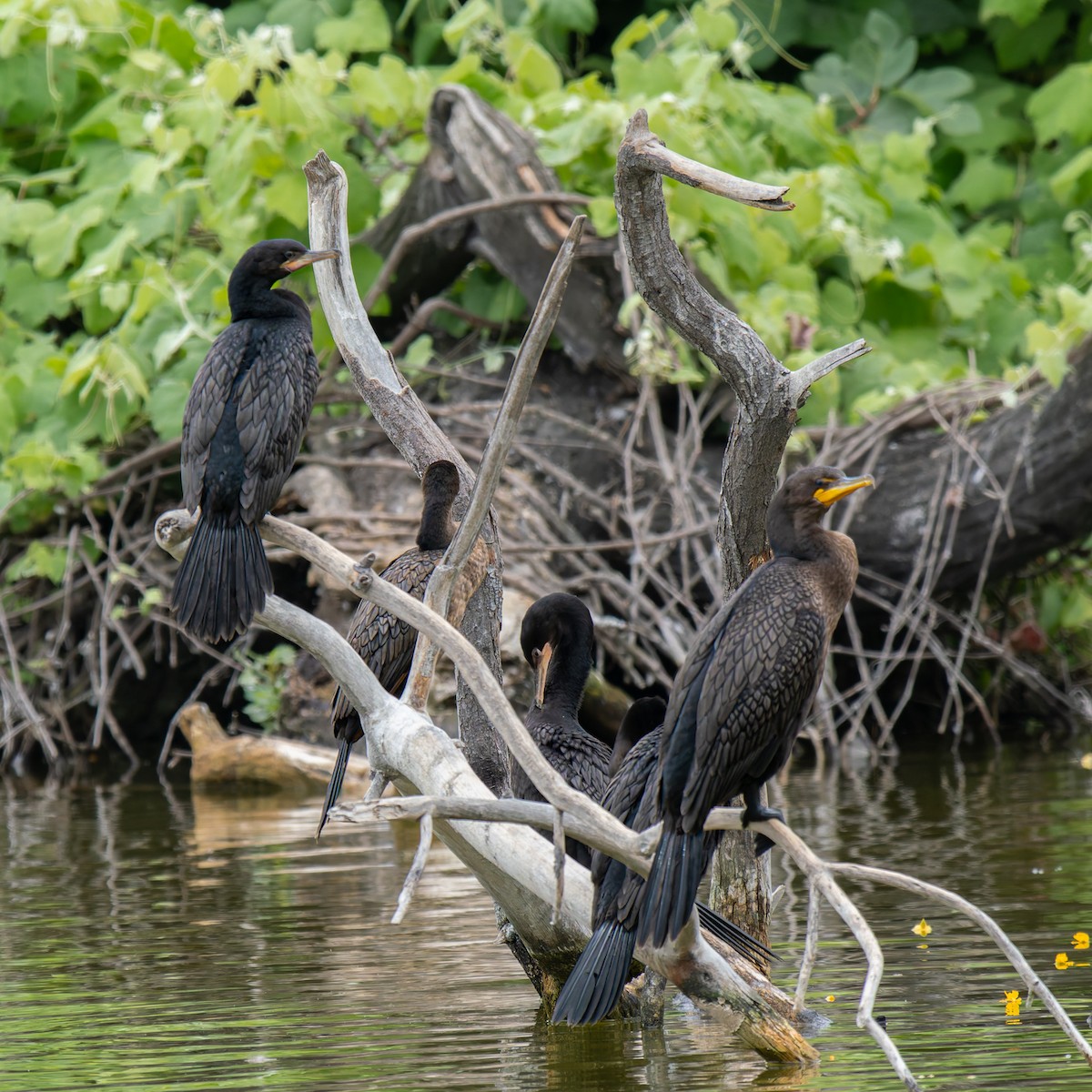 Cormoran à aigrettes ou C. vigua - ML637996683