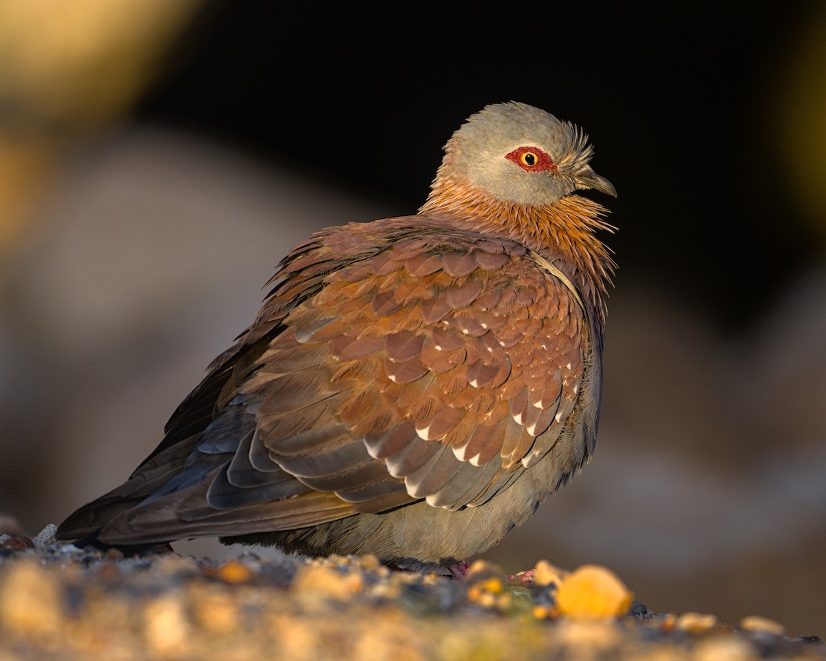 Speckled Pigeon - ML637996690
