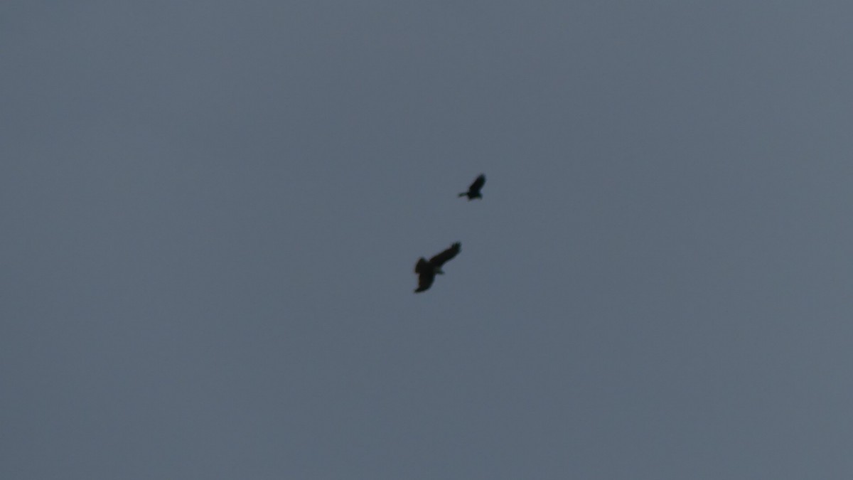 hawk sp. - ML637996754